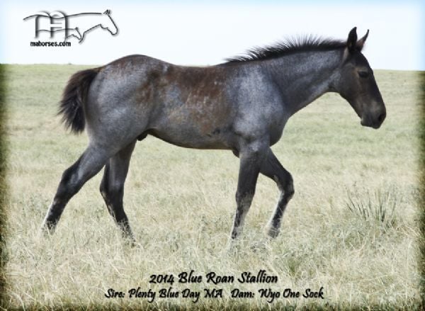 WYO ONE SOCK'S 2014 COLT